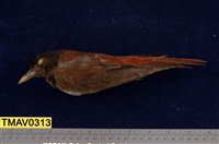 藏品(朱鸝)的圖片